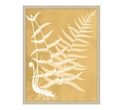 Sun Fern  Framed Print
