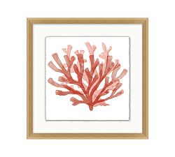 Red Coral Framed Print