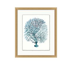 Teal Sea Fan Framed Print