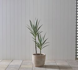Faux Yucca Tree In Pot
