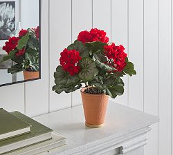 Outdoor Safe Potted Geranium