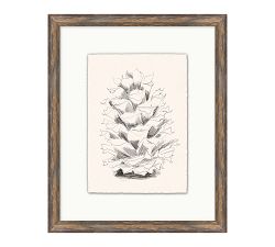 Conifer Cone Framed Print