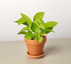 Live Neon Pothos In Planter