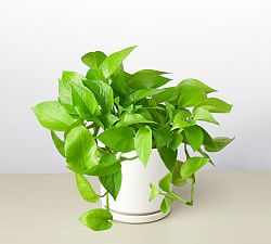 Live Neon Pothos In Planter