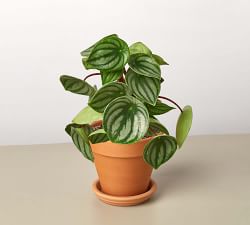 Live Peperomia In Planter