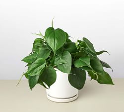 Live Heartleaf Philodendron In Planter