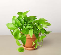Live Neon Pothos In Planter