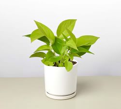 Live Neon Pothos In Planter