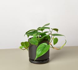Live Heartleaf Philodendron In Planter
