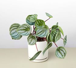 Live Peperomia In Planter