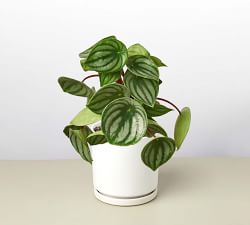 Live Peperomia In Planter