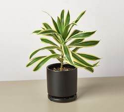 Live Dracaena Song of India In Planter