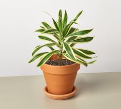 Live Dracaena Song of India In Planter