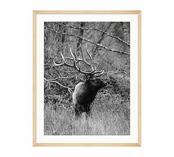 Forest Guardian by Meg Haywood Sullivan