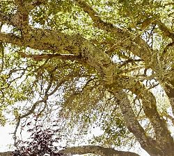 Chrisley Concrete Rectangular Propane Fire Pit Table (60")