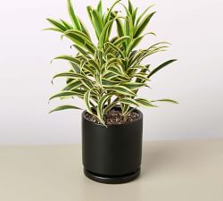 Live Dracaena Song of India In Planter