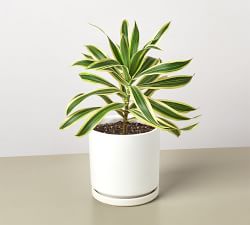 Live Dracaena Song of India In Planter
