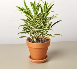 Live Dracaena Song of India In Planter