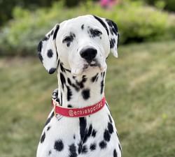 Two-Tone Collar with 5' Leash