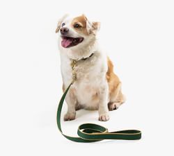 Two-Tone Collar with 5' Leash