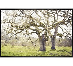 Spring Oaks by Lupen Grainne