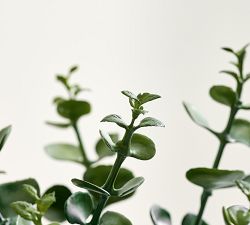 Faux Potted Silver Dollar Mini Eucalyptus