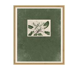 Magnolia Bloom Framed Print