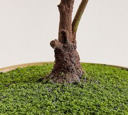 Faux Composed Fern