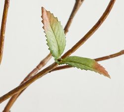 Faux Turning Curly Willow Branch