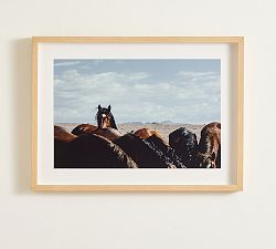 Pine Nut Mustangs by Meg Haywood Sullivan