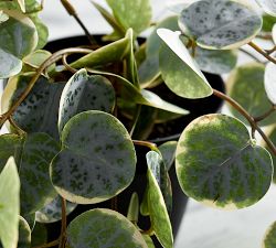 Faux Trailing Variegated String Of Hearts Houseplant