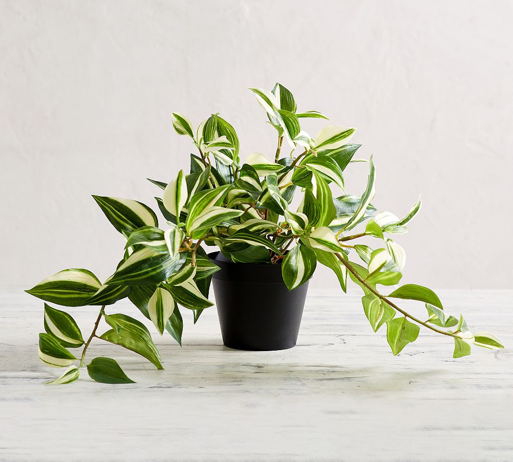 Faux Wandering Variegated Tradescantia Houseplant - Trailing