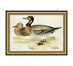 Cottage Ducks Framed Print