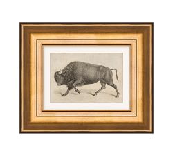 Grain Buffalo Framed Print