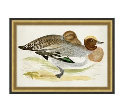 Cottage Ducks Framed Print