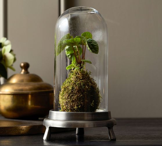 Chris Loves Julia Glass Cloche by Pottery Barn