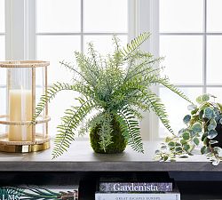 Fern and Moss Bonsai Sphere