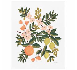 Citrus by Rifle Paper Co.