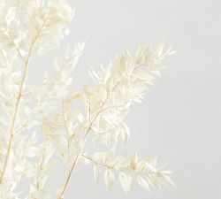 Dried Ruscus Bundle