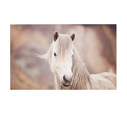 White Icelandic Mare by Jennifer Meyers