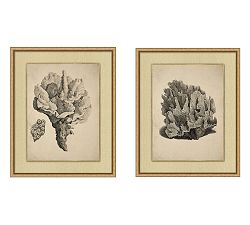 Sepia Coral Framed Print