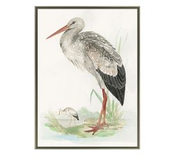 Great White Heron