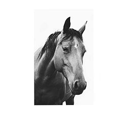 Handsome Gelding by Jennifer Meyers