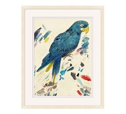 Painted Study Macaw
