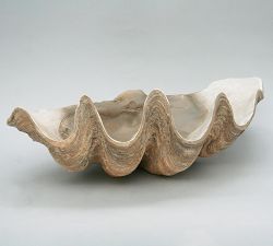 Fossilized Clam Decorative Object