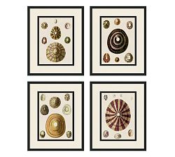 Coquina Collection