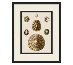 Coquina Collection