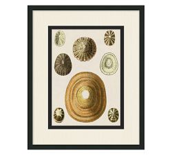 Coquina Collection