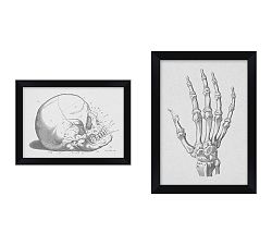 Anatomy
