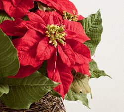 Faux Composed Grapevine Poinsettia